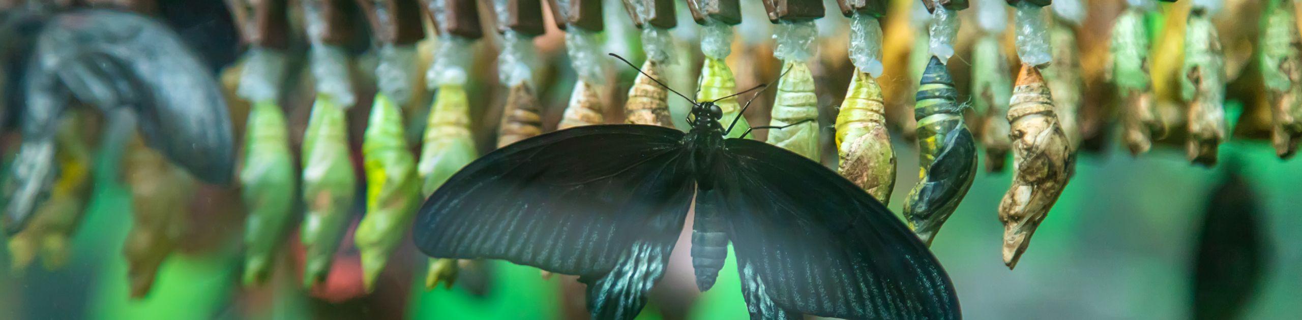 DO WE NEED GREAT LEADERS TO ACHIEVE TRANSFORMATIONAL CHANGE?